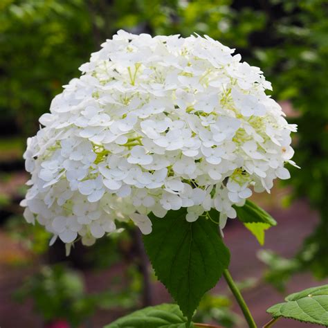 Pallohortensia Strong Annabelle MUSTILA PUUTARHA