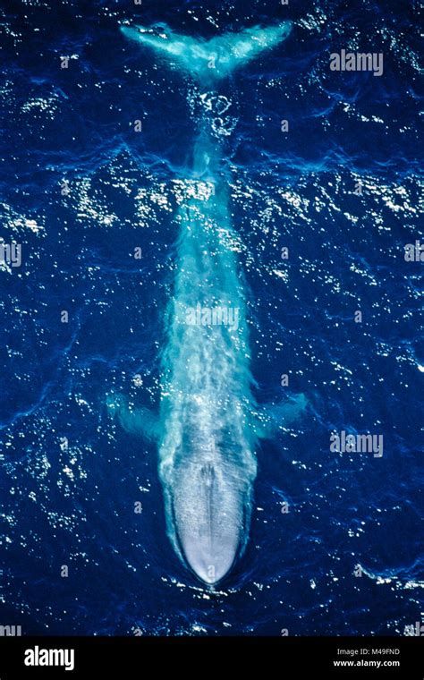 Blue Whale Balaenoptera Musculus Aerial View Of The Coast Of California Usa Pacific Ocean