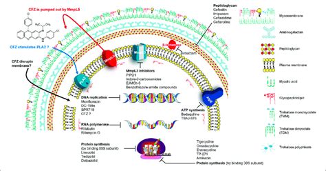 Mechanisms Of Action MOA Of Anti Mab Drugs And Drug Candidates