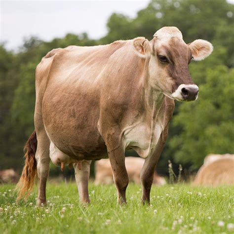 An Ode To The Most Beloved Cow Holstein Jersey Or Brown Swiss Half