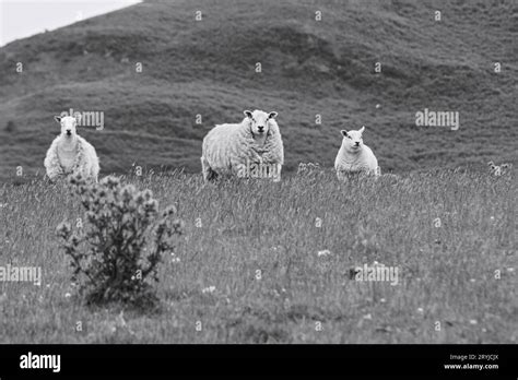 Three Ewe Sheep Stock Photo Alamy