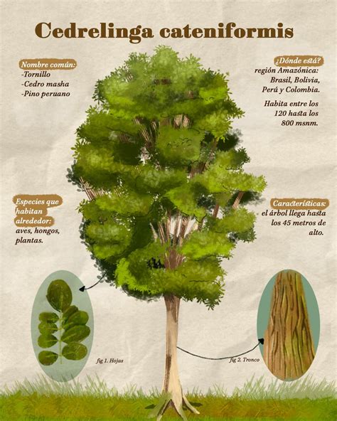 Details 48 Especies De árboles Altos Abzlocalmx