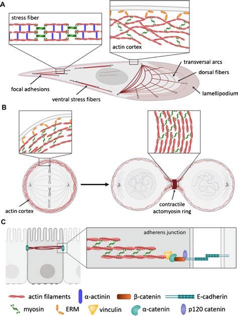 Contractile structures generated by non-muscle cells. A... | Download ...