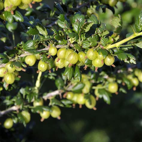 Ribes Uva Crispa Invicta Stratford Garden Centre