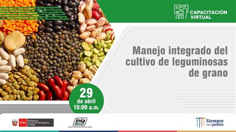 Manejo Integrado Del Cultivo De Leguminosas De Grano YouTube