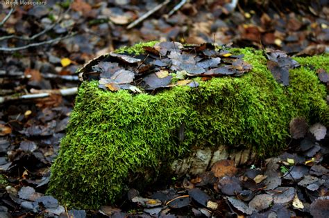 Fondos de pantalla bosque otoño tocón de árbol rock naturaleza