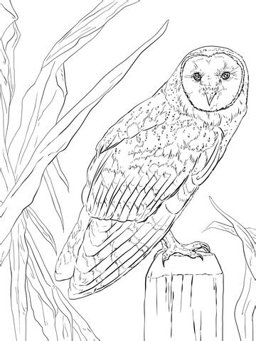 Barn Owl Coloring page | Free Printable Coloring Pages