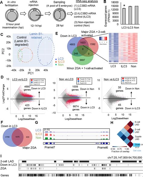 Pcdna3 1 Egfp Lc3bd Polya Thermo Fisher Bioz