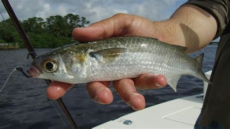 Fishing With Live Mullet Youtube