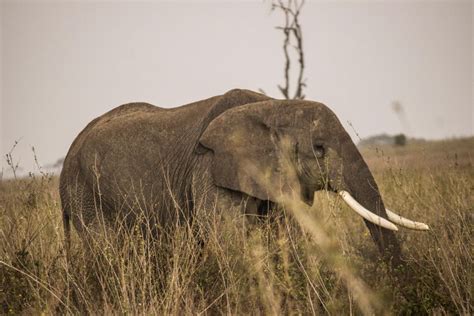 5 jours Migration des gnous du Serengeti traversée de la rivière Mara