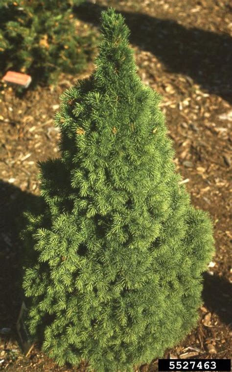 White Spruce Picea Glauca Moench Voss