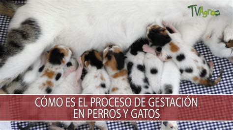 Sillón melodía Movilizar proceso de gestacion de un gato bolso