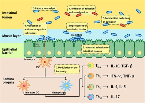 Frontiers Interactions Between Intestinal Microbiota And Host Immune