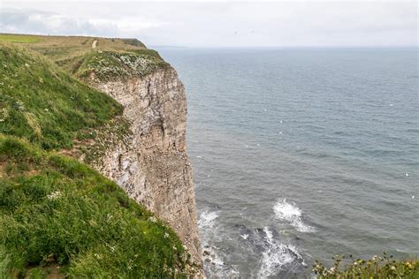 Bempton Cliffs walk - Bempton RSPB - puffin - East Yorkshire walks