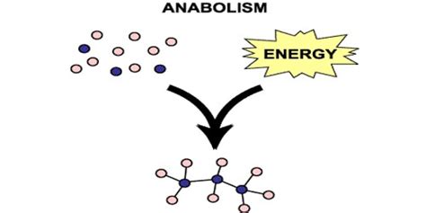 Anabolism - Assignment Point