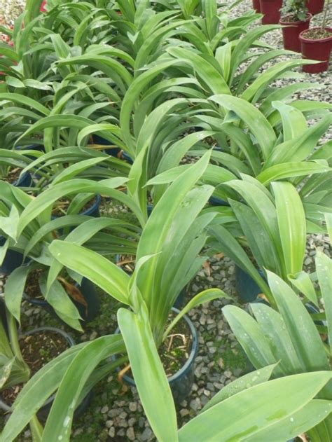 New Zealand Rock Lily Landsdale Plants