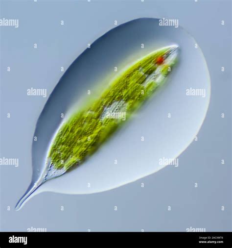 Light Micrograph Of Lepocinclis Tripteris A Freshwater Protist Culture Material Of The Culture