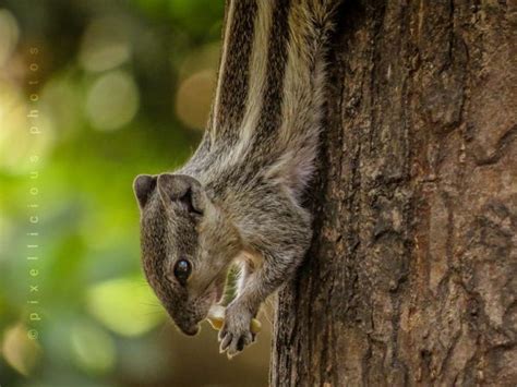 Indian Palm Squirrel | Photos and Info