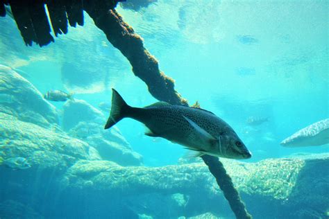 Stingray In Aquarium Free Stock Photo - Public Domain Pictures