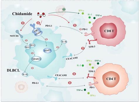 Full Article Chidamide Enhances T Cell Mediated Anti Tumor Immune