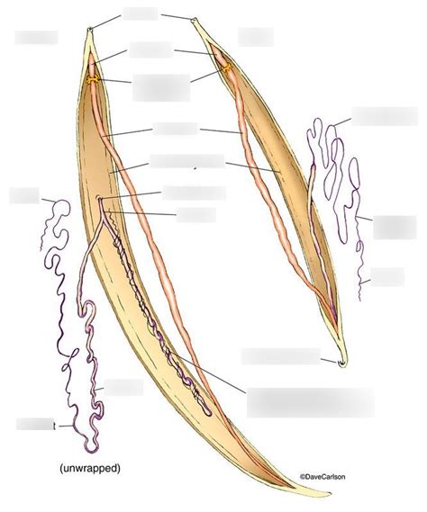 Ascaris Anatomy Label Diagram Quizlet