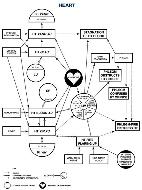 Au Education The Zang Fu Heart Pathology