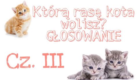 Którą rasę kota wolisz Głosowanie CZ III sameQuizy