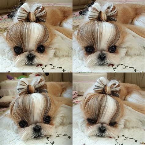 Shih Tzu Haircuts 24 Hairstyle Ideas For Your Pet Artofit