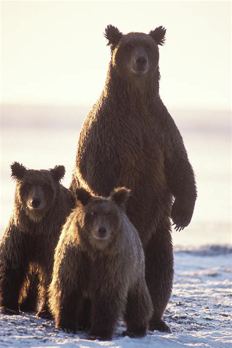 Female Arctic Grizzly Bear With Cubs Photograph By Steven J Kazlowski