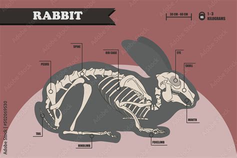 Anatomy of a rabbit. Bunny skeleton Stock Vector | Adobe Stock Illustrations Posters, Skeleton ...