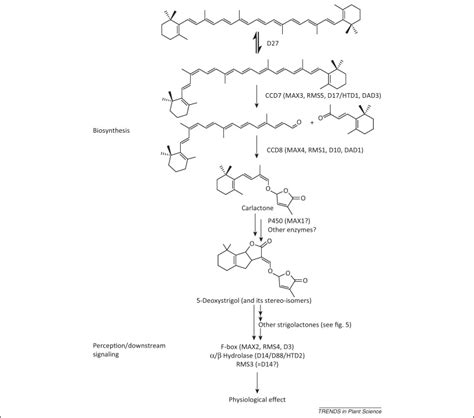 The Biology Of Strigolactones Trends In Plant Science