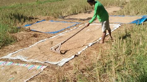 Pagbilad Ng Palay Buhay Probinsya Magsasaka YouTube