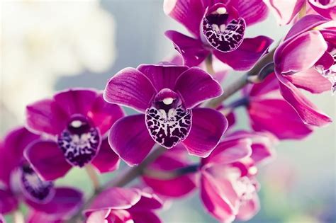 Nega Orhideja Phalaenopsis Kod Kuće Vaš Kompletan Vodič Moja Cvecara