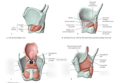 Posterior Cricoarytenoid Muscle