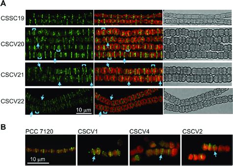 Localization Of Ftsz In Anabaena Mreb Mrec And Mred Mutants A