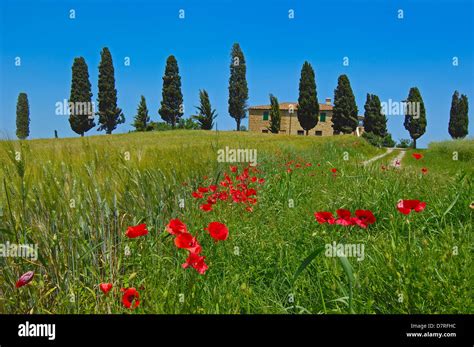 Val D Orcia Orcia Valley Farm With Cypress Trees Fields And