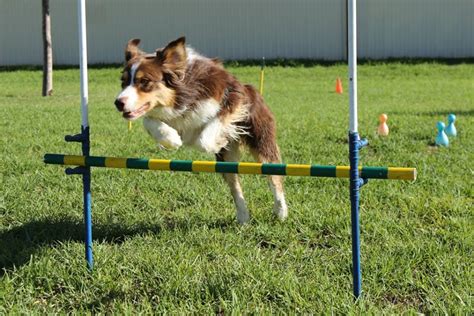 Meet The Trainers Canine Interaction