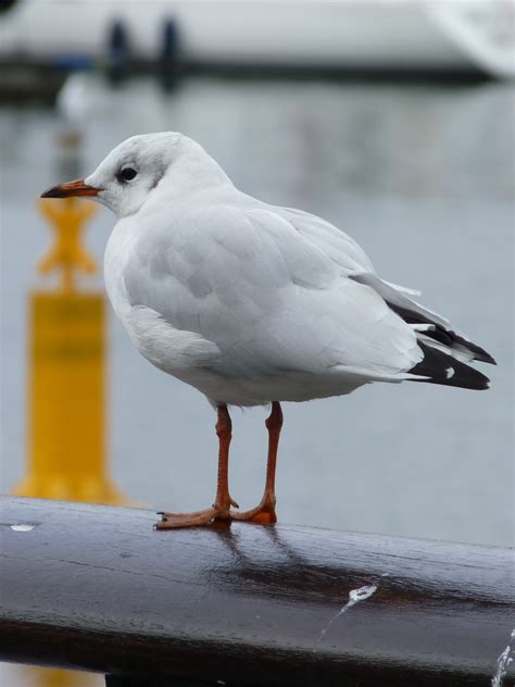 Fotos Gratis Pájaro Ala Blanco Animal Ave Marina Gaviota Pico