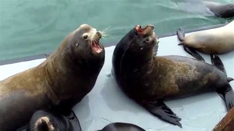 Sea Lions At Santa Cruz Pier Upclose Youtube