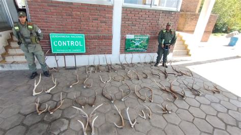 Incautan más de 128 kilos de hojas de coca y 57 astas de ciervo en