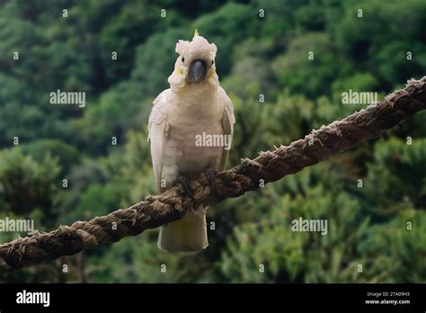 Sulphur Crested Cockatoo Bird Cacatua Galerita Stock Photo Alamy