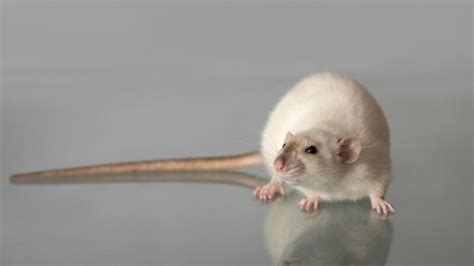 Why Do Rats Have Tails All You Need To Know Exotella