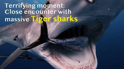 Close Encounter With Tiger Sharks Off Florida Coast Swimmers Daily