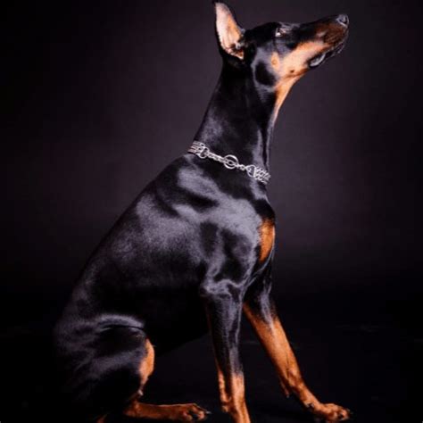 Black Doberman Dogs