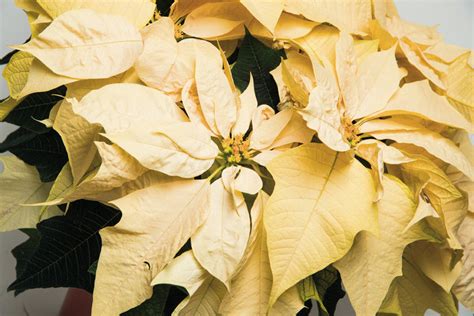 Poinsettia White Pike Nursery