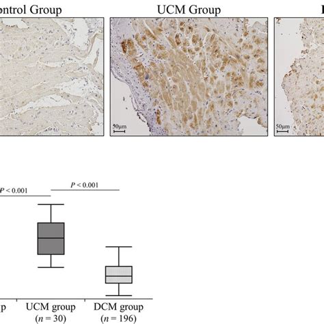 Immunostaining Of Monocyte Chemoattractant Protein1 MCP1 A