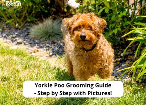 Yorkie Poo Grooming Guide – Step by Step With Pictures!