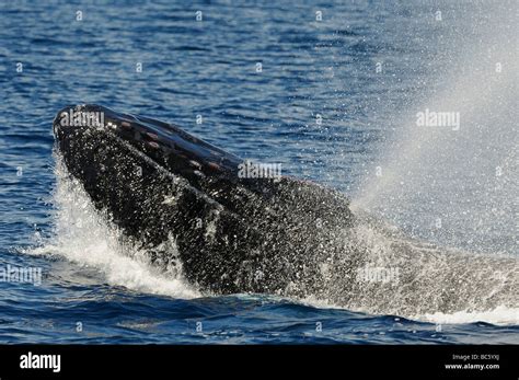 Humpback Whale Megaptera Novaeanglicae Surface Hi Res Stock Photography