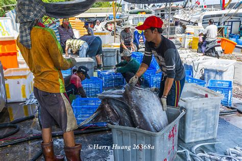 Harry 26368a 翻車魚 曼波魚 大溪漁港 漁船 漁工 漁民 外藉漁工 捕魚 捕撈 白帶魚 漁業 漁獲 卸貨 豐收 海產 海港 港口 漁村 東北角 東北角國家風景區 東北角暨宜蘭海岸