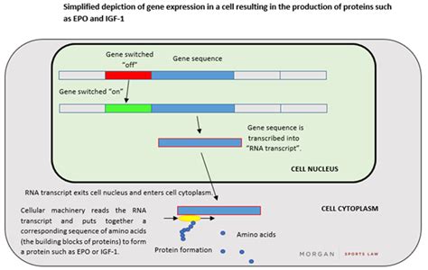 Gene Doping Fiction Or Future Morgan Sports Law